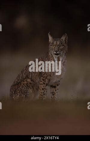 Iberian Lynx, (Lynx pardinus), Castille, Spanien Stockfoto