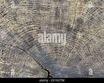 Hintergrund des alten Baumstamms Stockfoto