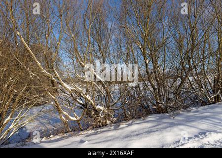 Tiefe Schneefälle im Winter, große Schneemengen nach Schneefall bei sonnigem Wetter Stockfoto
