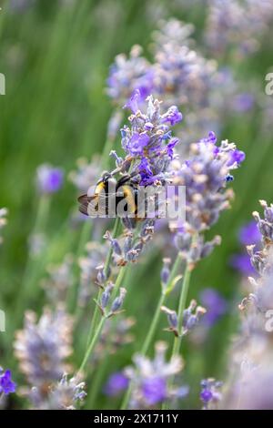 Eine Biene ist auf einer lila Blume Stockfoto