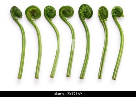 fiddlehead (Straußenfarn), japanisches köstliches Wildgemüse isoliert auf weißem Hintergrund Stockfoto