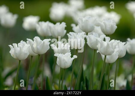 Triumph Tulpen, White Liberstar im Park, Nahaufnahme. Schöne atypische Blütenform. Isoliert auf natürlichem grünem Hintergrund. Piestany, Slowakei Stockfoto