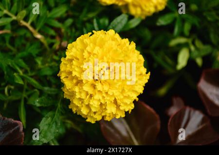Nahaufnahme einer kugelgelben Tagetes-Blüte in einem Blumenbeet vor dem Hintergrund von grünem Gras und roten Blättern der Pflanze Stockfoto