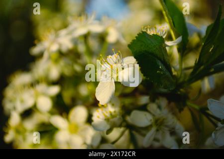 Nahaufnahme weißer Kirschblüten mit gelben Staubblättern in der Abendsonne Stockfoto