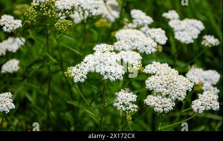 Nahaufnahme von Schafgarbenblüten auf einer Wiese in hellgrünem Gras Stockfoto