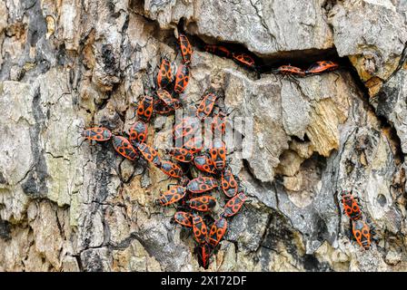 Feuerwanzen, Pyrrhocoris apterus-Gruppe auf zerrissenem Altholz, Baumstamm, Nahaufnahme. Europäische Gattung. Park Dubnica nad Vahom, Slowakei Stockfoto