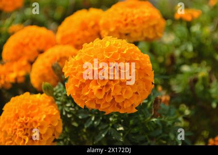 Kugelgelbblumen von Tagetes oder Marigold Nahaufnahme in einem Blumenbeet im Garten vor dem Hintergrund von grünem Gras Stockfoto