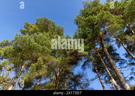 Bäume ohne Laub im Winter, Natur im Winter bei sonnigem Wetter Stockfoto