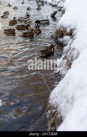 Eine große Anzahl wilder Enten schwimmt im Winter auf dem Fluss, die Enten warten auf die Fütterung während der Winterfröste Stockfoto