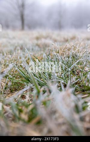 Gras bei Frost, bedeckt mit Eis und Schnee, wintergrünes Gras und Bäume Stockfoto