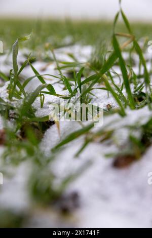 Grüner Weizen im Winter, grüner Weizensprossen im Winter unter dem Schnee Stockfoto