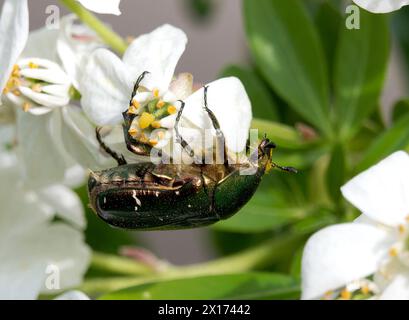 Rosenscheuer, Rosenscheuer grün, Goldglänzender Rosenkäfer, Cétoine dorée, Cetonia aurata, aranyos rózsabogár, Budapest, Ungarn, Magyarország, Europa Stockfoto