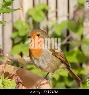 Robin, Europäischer Robin, hockt oder fliegt in einem Bedfordshire Garden UK Stockfoto