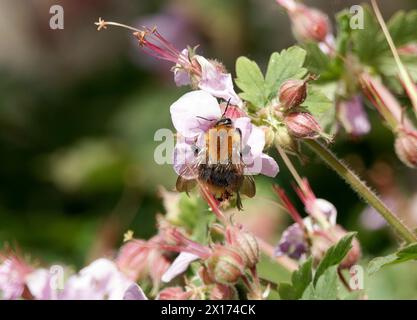Karderbiene, Ackerhummel, Bourdon des champs, Bombus pascuorum, mezei poszméh, Budapest, Ungarn, Magyarország, Europa Stockfoto