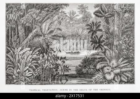 1872 viktorianisches botanisches Bild in William Rhind: Tropische Vegetation - Szene im Orinoco Delta. Zeigt Südamerika Dschungelpflanzen [Weinrebe, Farn und Palme] Stockfoto