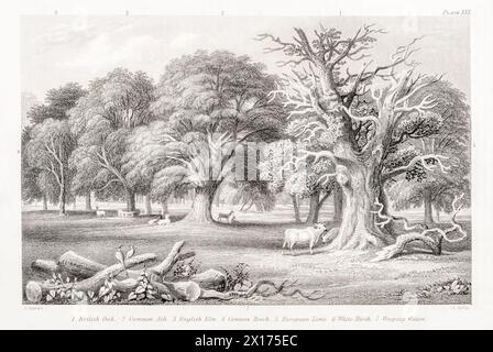 1872 viktorianisches botanisches Bild in William Rhind: Holzbäume. Eiche, Asche, englische Ulme, Buche Lime, Birke & Weide abgebildet. Alle europäischen Wirtschaftsbäume. Stockfoto