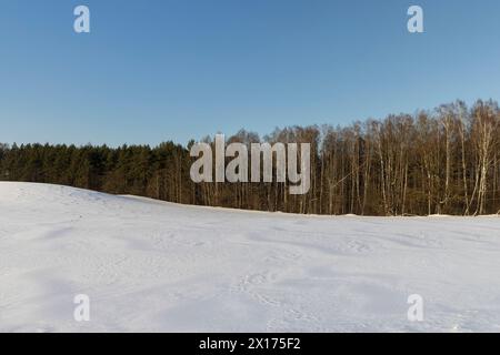 Grüne Kiefern im Winter, Schnee im Winter in einem jungen Kiefernwald auf einem Hügel Stockfoto