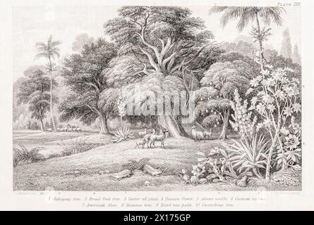 1872 viktorianisches botanisches Bild in William Rhind: Mahagoni- und Brotobstbäume. Swietenia, Areca, Artocarpus, Caoutchouc (Gummi), Castor abgebildet. Stockfoto