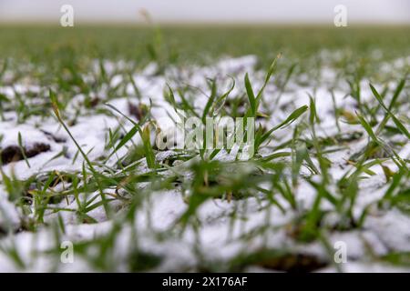 Grüner Weizen im Winter, grüner Weizensprossen im Winter unter dem Schnee Stockfoto