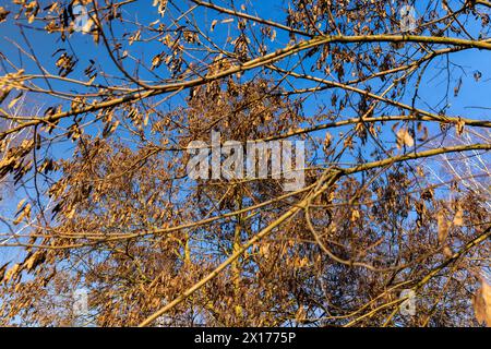 Samen hängen im Februar an Akazienzweigen, ein Akazienbaum mit Samen in Schoten bei sonnigem Wetter Stockfoto