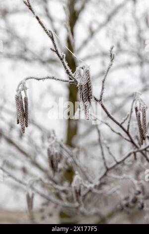 Frostbedeckte Äste und Kegel und Katzchen der Erle, Lauberle ohne Laub im Frühfrühling nach Frost Stockfoto