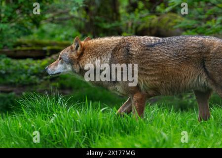 Einsamer eurasischer Wolf / Grauwolf (Canis Lupus Lupus) Jagd im Wald Stockfoto