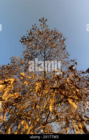 Samen hängen im Februar an Akazienzweigen, ein Akazienbaum mit Samen in Schoten bei sonnigem Wetter Stockfoto