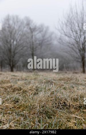 Gras bei Frost, bedeckt mit Eis und Schnee, wintergrünes Gras und Bäume Stockfoto