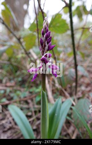 Frühling UK, frühe violette Orchideenblüten Stockfoto