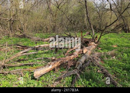 Alter toter Baum auf grüner Wiese im Frühlingswald Stockfoto