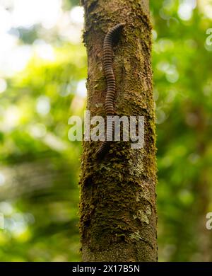 centipede auf einem Baumstamm im Regenwald Stockfoto