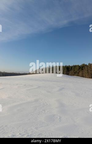 Grüne Kiefern im Winter, Schnee im Winter in einem jungen Kiefernwald auf einem Hügel Stockfoto