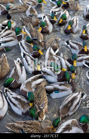 Eine große Anzahl wilder Enten schwimmt im Winter auf dem Fluss, die Enten warten auf die Fütterung während der Winterfröste Stockfoto