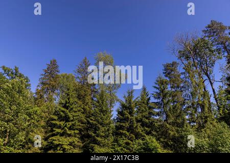 Laubbäume im Frühling bei sonnigem windigem Wetter, schönes junges Laub auf den Bäumen Stockfoto