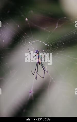 Eine farbenfrohe Spinne in der Mitte ihres Netzes, umgeben von üppig grünem Laub Stockfoto