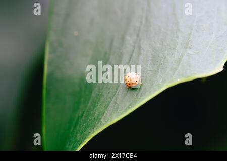 Ein kleiner Marienkäfer am Rand eines grünen Blattes, hervorgehoben durch natürliches Licht Stockfoto