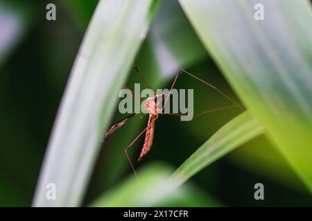 Eine zarte Kranfliege liegt zwischen den grünen Grashalmen Stockfoto