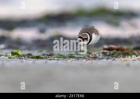 Watvögel oder Ufervögel, kleiner Ringpfeifer (Charadrius dubius) am Strand. Stockfoto