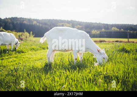 Saanen-Ziegen Stockfoto