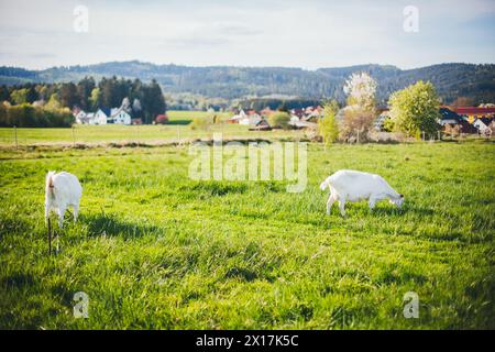 Saanen-Ziegen Stockfoto