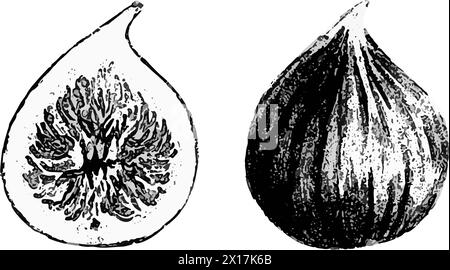 Ganze und halbe Feige Frucht.Vektorillustration.botanische Zeichnung des Produkts. Berry Sketch im Grafikstil. Veganes ökologisches Bio-Essen. Schwarz und Stock Vektor