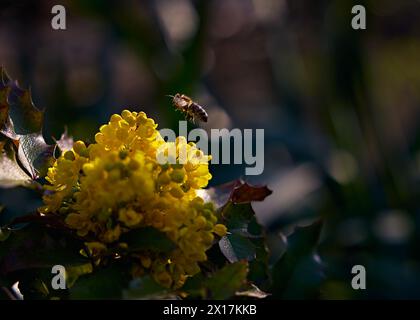 Eine Biene landet auf Mahonia holly (Berberitze) in der Morgensonne mit verschwommenem Hintergrund Stockfoto