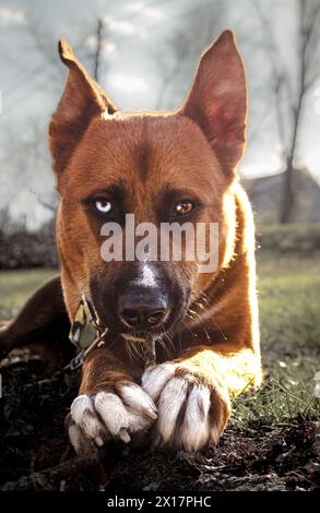 Ein Hund namens Cain Stockfoto