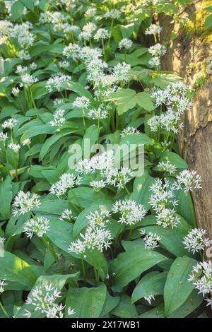 Blühender WildKnoblauch (Allium ursinum) im Gradowe Zbocze Nature Reserve, einem Waldreservat in der Woiwodschaft Westpommern, selektiver Fokus, Polen. Stockfoto