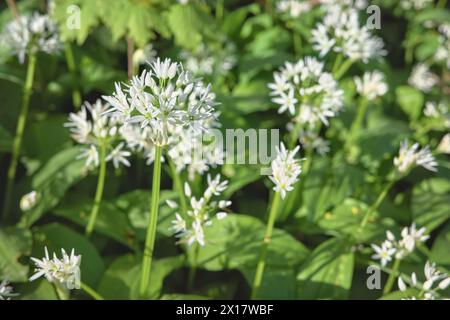 Blühender WildKnoblauch (Allium ursinum) im Gradowe Zbocze Nature Reserve, einem Waldreservat in der Woiwodschaft Westpommern, selektiver Fokus, Polen. Stockfoto