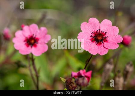 Nahaufnahme der Blüten des Nepalesischen Cinquefoil (potentilla nepalensis) Stockfoto