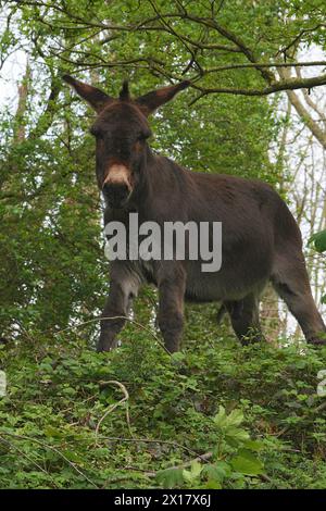 Natürliche vertikale Nahaufnahme eines Esels, Equus africanus asinus, hoch auf einem Hügel stehend Stockfoto