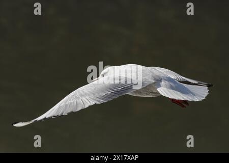 Gemeinsame Seeschwalbe in Flugnähe. Fluss Douro, nördlich von Portugal. Stockfoto