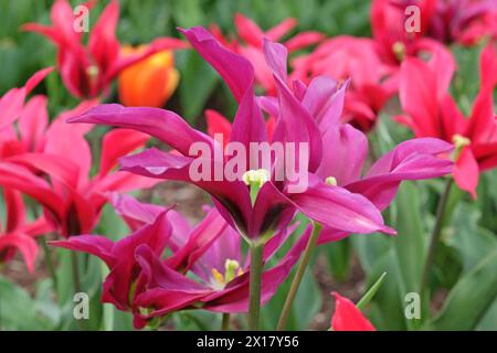 Lila Lilienblüte Tulpe, Tulipa „Purple Doll“ in Blüte. Stockfoto