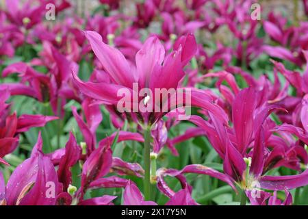 Lila Lilienblüte Tulpe, Tulipa „Purple Doll“ in Blüte. Stockfoto